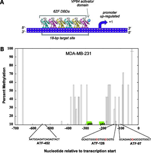 Figure 1. ATFs designed to reactivate the maspin promoter. A, schematic representation of a 6ZF-ATF. B, cytosine methylation status of maspin in MDA-MB-231 breast cancer cells. X axis, nucleotide position relative to the transcription start site; Y axis, percentage of methylation along the maspin promoter. The maspin proximal promoter region (−495 to +134) was originally reported by Zhang et al. (53). 5-Methylcytosine levels were obtained by sodium bisulfite genomic sequencing of the maspin promoter from genomic DNA of untransduced MDA-MB-231 cells. Transcription factor–binding sites were included [p53-binding sites (35) and ATF-binding sites (27)]. Red nucleotides indicate the methylated cytosines in the ATF-binding sites.