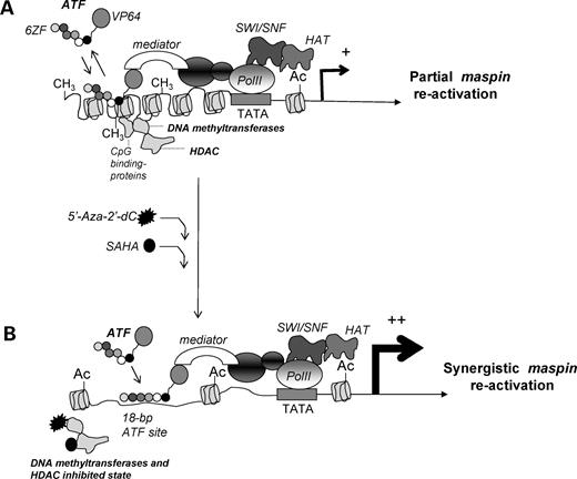 Figure 5. A putative model explaining the synergy between the ATF and the chromatin remodeling drugs in reactivating a methylated maspin promoter. A, the binding of ATF to the methylated promoter triggers a partial reactivation of the maspin gene. B, synergistic interaction between the ATFs and chromatin remodeling drugs. On treatment with chromatin remodeling drugs, changes in the chromatin structure facilitate the landing of ATF on the maspin promoter, which enhances the maspin reactivation.