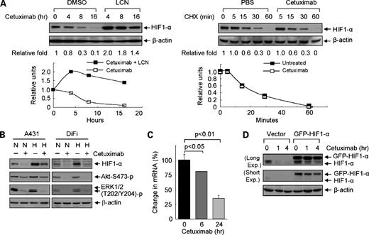 Figure 1. Cetuximab down-regulates HIF-1α level via inhibition of new HIF-1α protein expression. A, left, A431 cells were treated with 10 nmol/L cetuximab in the absence or presence of 10 μmol/L lactacystin (LCN) for up to 16 h; right, A431 cells were exposed to 10 μmol/L cycloheximide (CHX) without or with 10 nmol/L cetuximab for up to 60 min. Aliquots of cell samples at each indicated time point were prepared and subjected to Western blot analysis using antibody directed against a region near the COOH-terminal of HIF-1α (amino acid sequence from 610 to 727). The levels of β-actin served as an internal control for equal protein loading in each lane. Relative fold means the densitometric value of HIF-1α normalized by the corresponding densitometric value of β-actin expression under each treatment condition; the value for untreated cells was taken as unity. B, A431 and DiFi cells were left untreated or treated with 10 nmol/L cetuximab for 16 h under normoxic (N) or hypoxic (H; 1% O2) conditions. After treatment, the cells were lysed, and equal amounts of cell lysate were subjected to Western blot analysis using the indicated antibodies. C, RNA samples from A431 cells that were treated with cetuximab for 0, 6, or 24 h were used for real-time reverse transcription-PCR. The absorbance in the treatment groups was expressed as a percentage of the value of untreated cells. Average of three independent experiments. Student's t test was used for statistical analysis of comparisons between the values of untreated and treated cell samples as shown. D, A431 cells were transiently transfected with pEGFP-C1 control vector or the pEGFP-HIF-1α construct by LipofectAMINE 2000 for 6 h. The cells were then subcultured overnight. On the next day, the cells were subjected to 10 nmol/L cetuximab treatment for 0, 1, or 4 h, and cell lysates were prepared and subjected to Western blot analysis using the indicated antibodies. Exp., exposure time.