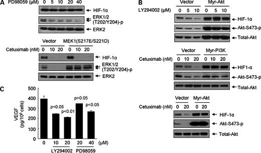 Figure 2. Cetuximab decreases the HIF-1α level through inhibition of a PI3K/Akt-dependent pathway. A, A431 cells were treated overnight (16 h) with the indicated concentrations of PD98059 (top) or were transiently transfected with a constitutively active MEK1 (S217E/S221D) construct or control vectors (pcDNA3.1) for 24 h followed by overnight (16 h) incubation without or with the indicated concentrations of cetuximab (bottom). Cell lysates were prepared and subjected to Western blot analysis with the indicated antibodies. B, A431 cells were transiently transfected with control vectors or myristoylated Akt for 24 h and then treated with various doses of LY204002 overnight (16 h; top) or were transiently transfected with control vector or a myristoylated PI3K construct (middle) or a myristoylated Akt construct (bottom) for 24 h followed by overnight (16 h) incubation without or with the indicated concentrations of cetuximab. The cell lysates were prepared and subjected to Western blot analysis with the indicated antibodies. C, A431 cells were exposed to the indicated concentrations of LY294002 and PD98059 for overnight (16 h). The conditioned media were used for detection of the VEGF level by ELISA. Mean ± SD. P values were determined by Student's t test for comparisons between untreated control and LY294002- or PD98059-treated cell groups.