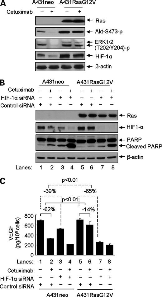 Figure 4. Effect of HIF-1α silencing on overcoming oncogenic Ras-mediated resistance to cetuximab-induced PARP cleavage and inhibition of VEGF production. A, A431neo and A431RasG12V cells were left untreated or treated with 10 nmol/L cetuximab for 16 h. The cells were then lysed, and cell lysates in equal amounts of protein were subjected to Western blot analysis using the antibodies as indicated. B and C, A431neo and A431RasG12V cells were subjected to HIF-1α expression silencing with scrambled or HIF-1α-specific siRNA for 72 h followed by cell culture with or without 10 nmol/L cetuximab for 16 h. Cell lysates were then prepared and subjected to Western blot analysis with the antibodies as indicated in B, and the VEGF secreted into the conditioned medium by the cells was measured by ELISA as shown in C. The significance of VEGF decreases in each individually treated group was compared with the value for the control group. P values (top) were determined by Student's t test.
