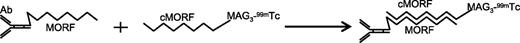 Figure 1. Principle of pretargeting using MORF oligomers as the recognition system.