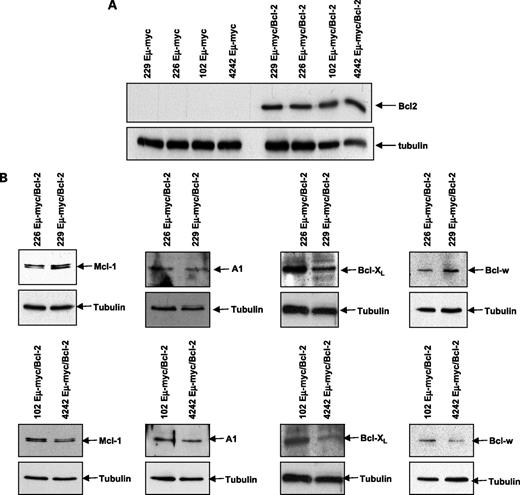 Figure 5. Expression of exogenous Bcl-2 and endogenous prosurvival Bcl-2 family proteins in Eμ-myc and Eμ-myc/Bcl2 lymphomas. A, expression of exogenous Bcl-2 was detected by Western blot using whole-cell lysates from 4242Eμ-myc, 4242Eμ-myc/Bcl-2, 229Eμ-myc, 229Eμ-myc/Bcl-2, 226Eμ-myc, 226Eμ-myc/Bcl-2, 102Eμ-myc, and 102Eμ-myc/Bcl-2 lymphomas. Blots were reprobed with anti-tubulin polyclonal antibody to assess protein loading. B, expression of endogenous Bcl-XL, Mcl-1, Bcl-w, and A1 was detected by Western blot using whole-cell lysates from 4242Eμ-myc/Bcl-2, 229Eμ-myc/Bcl-2, 226Eμ-myc/Bcl-2, and 102Eμ-myc/Bcl-2 lymphomas. Blots were reprobed with anti-tubulin polyclonal antibody to assess protein loading.