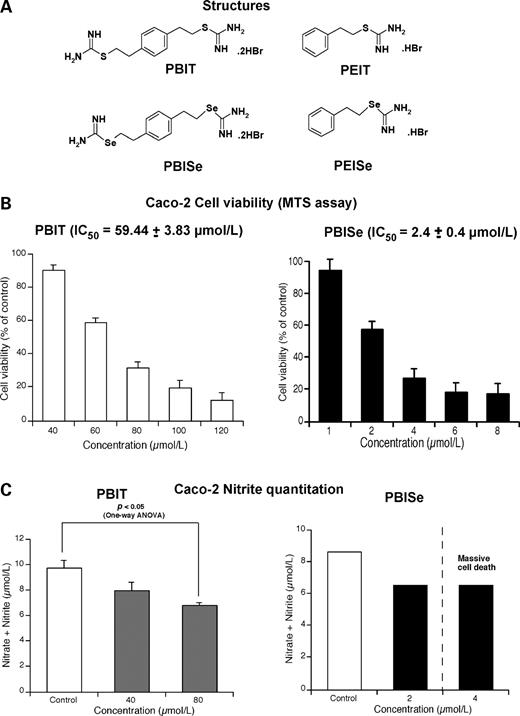 Figure 1. Characterization of PBISe as an iNOS inhibitor. A, chemical structures of PBIT, PBISe, PEIT, and PEISe. PBIT, a known iNOS-specific inhibitor, was chemically modified by replacing sulfur (S) with selenium (Se) to yield PBISe. PEIT and PEISe are monosubstituted forms of PBIT and PBISe, respectively. B, PBISe inhibits colon adenocarcinoma cell growth 25-fold more effectively than PBIT. Caco-2 colon adenocarcinoma cells (5 × 103) were grown in 96-well plates for 24 h and treated with increasing concentrations of PBIT (20–120 μmol/L) and PBISe (1–10 μmol/L) for 72 h. The number of viable cells was quantified using the MTS assay. PBISe (IC50 = 2.4 ± 0.4 μmol/L) more efficiently kills Caco-2 cells compared with PBIT (IC50 = 59.44 ± 3.83 μmol/L), indicating that substituting selenium for sulfur increases the compound's potency. C, PBIT and PBISe decrease total nitrite production in colon adenocarcinoma cells by inhibiting iNOS activity. iNOS activity in terms of total nitrate + nitrite produced was measured using a nitrate/nitrite colorimetric assay kit developed by Cayman Chemical Company. Caco-2 cells (1 × 106) were plated in 60 mm culture dishes for 24 h. Increasing concentrations of PBIT (40 and 80 μmol/L) or PBISe (2 and 4 μmol/L) in phenol red–free DMEM (2 mL) containing 0.5% FBS, were added. Amount of total nitrate + nitrite in culture supernatant was measured 72 h later. Treatment with 80 μmol/L of PBIT or 2 μmol/L of PBISe significantly reduced iNOS activity compared with control PBS-treated cells (P < 0.05; one-way ANOVA). However, a further increase in PBISe concentration (4 μmol/L) resulted in massive cell death, preventing the estimation of nitrite levels.