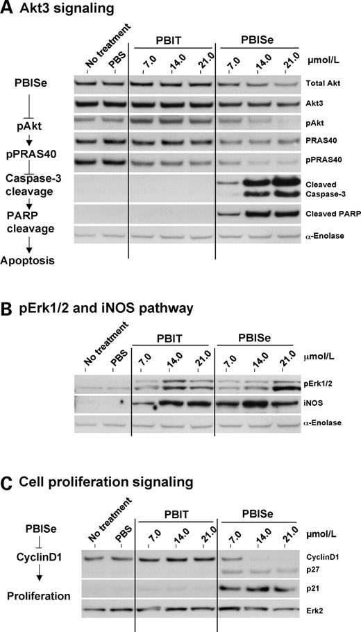 Figure 4. PBISe inhibits Akt3 signaling and activates MAPK activity in melanoma cells. A, PBISe inhibits Akt3 signaling in melanoma cell line UACC 903. UACC 903 cells (1 × 106) were treated with increasing concentrations (7–21 μmol/L) of PBIT and PBISe for 24 h and cell lysates examined by Western blot analysis for expression/activity of the Akt3 signaling pathway. PBISe decreased pAkt (S473) and pPRAS40 (T246) levels in a dose-dependent manner, causing significant apoptosis as indicated by elevated cleaved caspase-3 and PARP protein levels. Expression of total Akt was decreased compared with no treatment, PBS vehicle, or PBIT-treated cells. α-Enolase served as a control for equal protein loading. B, PBIT and PBISe increase MAPK pathway activity leading to elevated expression of downstream iNOS in melanoma cells. MAPK pathway activity and iNOS expression was measured in UACC 903 cells following treatment with increasing concentrations (7–21 μmol/L) of PBIT and PBISe for 24 h, and cell lysates were examined by Western blot analysis. Levels of pErk1/2 increased following both PBIT and PBISe treatments in a dose-dependent manner. Expression of iNOS also increased with elevated pErk1/2 levels consistent with prior reports (34). α-Enolase served as a control for protein loading. C, excessively high MAPK activation following PBISe treatment decreased cyclin D1 levels and increased p27 as well as p21 levels. Western blotting of UACC 903 cells treated with increasing concentrations (7–21 μmol/L) of PBIT and PBISe for 24 h showed that PBISe significantly reduced the proliferation marker cyclin D1 and increased the levels of cell cycle inhibitors p21 and p27 in UACC 903 melanoma cells. Erk2 served as a control for protein loading.