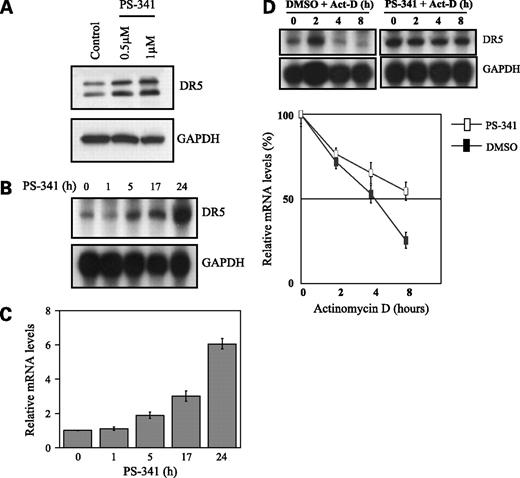 Figure 1. Regulation of DR5 mRNA stability by PS-341 in LNCaP cells. A, Western blot analysis of DR5 and GAPDH in extracts prepared from LNCaP cells treated with PS-341 for 18 h. B, autoradiographic images of RNase protection assays done on samples prepared from LNCaP cells treated with PS-341 (500 nmol/L) for indicated times. After treatment, total RNA was isolated using TRIzol, and equal quantities of RNA were used for assaying DR5 mRNA and GAPDH mRNA using specific probes. C, quantitative real-time PCR analysis of DR5 mRNA in LNCaP samples in B normalized to endogenous GAPDH mRNA and plotted as fold increase in mRNA. This experiment was repeated in triplicate and the mean ± SD is plotted. D, autoradiographic images of RNase protection assay done on the samples from LNCaP were treated with either DMSO or PS-341 (0.5 μmol/L, 12 h), followed by treatment with actinomycin D (2 μg/mL). After treatment with actinomycin D, cells were harvested at various times for RNA and the RNase protection assays were done for DR5 and GAPDH. Quantitative real-time PCR analysis done on the LNCaP samples shown in this figure normalized to GAPDH levels. Experiments were repeated in triplicate and the mean ± SD is shown.