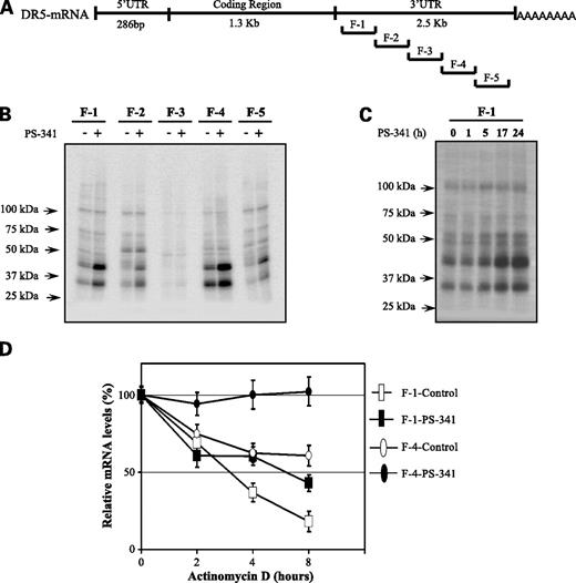Figure 3. PS-341 treatment increases the binding of proteins to the fragments of the 3′-UTR. A, schematic representation of the DR5 mRNA and the fragments of 3′-UTR. B, autoradiographic images of the RNA-protein interactions shown by UV cross-linking experiments. Fifty micrograms of cytoplasmic extracts from LNCaP cells treated with or without PS-341 (500 nmol/L, 18 h) were incubated with in vitro transcribed, radiolabeled F-1, F-2, F-3, F-4, and F-5 transcripts and UV cross-linked for 30 min. Excess RNA was digested with RNase cocktail and the cross-linked proteins were resolved via 10% SDS-PAGE. The gel was dried and subjected to autoradiography. C, time course of binding of PS-341-induced proteins to the F-1 fragment. Experiment was carried out as in B using cytoplasmic extracts from LNCaP cells at varying times after PS-341 treatment. D, stabilization of EGFP mRNA by the 3′-UTR fragments F-1 and F-4. The experiment was carried out identically to Fig. 2, except that only a portion of the 3′-UTR of DR5 was cloned after the EGFP reporter.