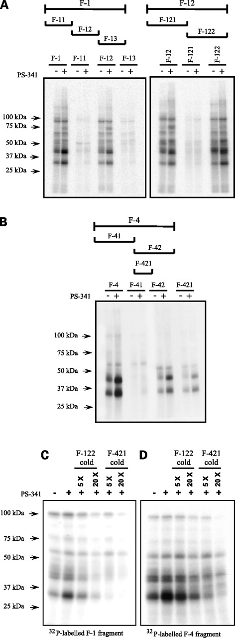 Figure 4. Identical proteins bind to the F-1 and F-4 fragments. A, analysis of the protein binding location in the F-1 fragment. Details of the experiment are identical to Fig. 3B, except for the use of varied portions of the F-1 fragment. B, identification of protein binding region in the F-4 fragment. The experiment shown was carried in an identical fashion to Fig. 3B, except that small portions of the F-4 fragment were examined. C, a UV cross-linking experiment done using F-1 and F-4 radioactive probes with cross-competition by a molar excess of cold F-122 or F-421 fragments. D, a similar experiment to that shown in C, except that the F-4 fragment was 32P-labeled.