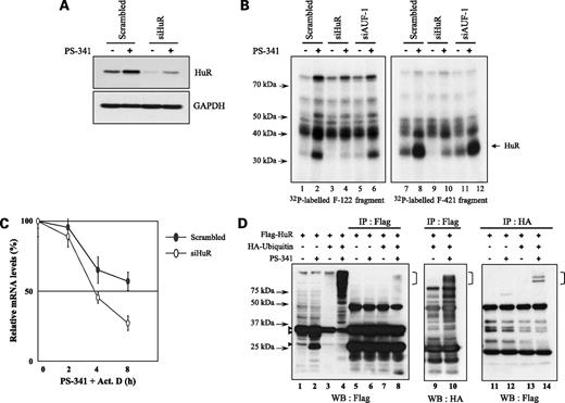 Figure 6. HuR stabilizes DR5 mRNA in LNCaP cells. A, Western blot analysis of samples from LNCaP cells transfected with scrambled or HuR siRNA. LNCaP cells (1 × 107) were electroporated with 150 pmol of either scrambled or HuR siRNA. Twenty-four hours after transfection, the cells were treated with PS-341 (500 nmol/L, 16 h) and the harvested cytoplasmic proteins were subjected to Western blot analysis. The blots were probed with HuR or GAPDH antibodies as indicated. B, autoradiographic images of the UV cross-linking experiments done with radioactive F-122 and F-421 transcripts and cytoplasmic extracts prepared from LNCaP cells transfected with scrambled, HuR, or AUF-1 siRNA duplexes. Twenty-four hours after transfection, cells were treated with PS-341 (500 nmol/L, 16 h), and the harvested cytoplasmic extracts were used for the analysis. UV cross-linking experiments were done as indicated in Materials and Methods. Arrows, molecular weights of protein standards and the HuR protein. C, quantitative real-time PCR analysis of RNA samples isolated from LNCaP cells transfected with scrambled or HuR siRNA. After 24 h of transfection, cells were treated with DMSO or PS-341 (100 nmol/L, 12 h) followed by actinomycin D (2 μg/mL), and RNA was harvested at the times indicated. DR5 mRNA levels were normalized with endogenous GAPDH mRNA. Experiments were repeated in triplicate and the mean ± the SD is plotted with the half-life of the mRNA (solid horizontal line). Closed circles, results from the scrambled siRNA; open circles, results from the cells treated with the siRNA for HuR. D, Western blot analysis was done for LNCaP cells transfected with Flag-HuR alone or along with a HA-ubiquitin cDNA construct. Twenty-four hours after transfection, cells were treated with PS-341 (500 nmol/L, 16 h) and the total extracts were prepared. The extracts were either loaded directly on SDS-PAGE or subjected to Flag (lanes 5-10) or HA (lanes 11-14) immunoprecipitation followed by either Flag (lanes 1-8 and 11-14) or HA (lanes 9 and 10) antibody Western blotting as indicated. One tenth of the total protein used for immunoprecipitation was loaded in lanes 1 to 4. Right, brackets, higher molecular weight bands consistent with multiubiquitinated HuR; left, blunt arrows, expression of Flag-HuR and its fragments.