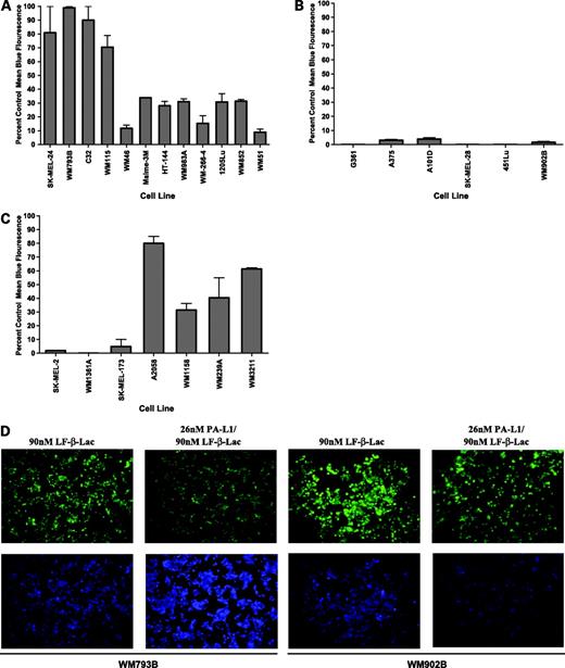 Figure 1. PA-L1 activation by melanoma cells. Melanomas were first treated with either 90 nmol/L LF-β-Lac or 26 nmol/L PA-L1/90 nmol/L LF-β-Lac and then loaded with the β-lactamase enzyme substrate, the membrane-permeable fluorogenic dye CCF-2/AM. Intact CCF-2/AM emits fluorescence at 520 nm (green) due to intramolecular fluorescence resonance transfer between 7-hydroxycoumarin and fluorescin, whereas LF-β-Lac-mediated CCF-2/AM hydrolysis will cause an emission at 447 nm (blue) from the liberated donor coumarin. Melanoma PA-L1 activation and LF-β-Lac internalization will result in blue light emission, whereas cells that did not activate PA-L1 will emit green fluorescence. A, PA-L1/LF-β-Lac flow cytometry indicated that PA-L1/LF-sensitive melanomas exhibited high LF-β-Lac activity. B, all of the PA/LF-sensitive, PA-L1/LF-resistant cell lines showed negligible LF-β-Lac activity. C, PA/LF-resistant cell lines showed varying levels of LF-β-Lac activity, with some being comparable with the PA-L1/LF-sensitive cell lines. D, PA-L1/LF-sensitive cell line WM793B (PA-L1/LF IC50, 11 pmol/L) and the resistant WM902B (PA-L1/LF IC50, 1,010 pmol/L) were treated with either 90 nmol/L LF-β-Lac alone or 26 nmol/L PA-L1/90 nmol/L LF-β-Lac, loaded with CCF-2/AM, and visualized as described in Materials and Methods. WM793B showed high LF-β-Lac activity, whereas LF-β-Lac activity in WM902B was negligible.
