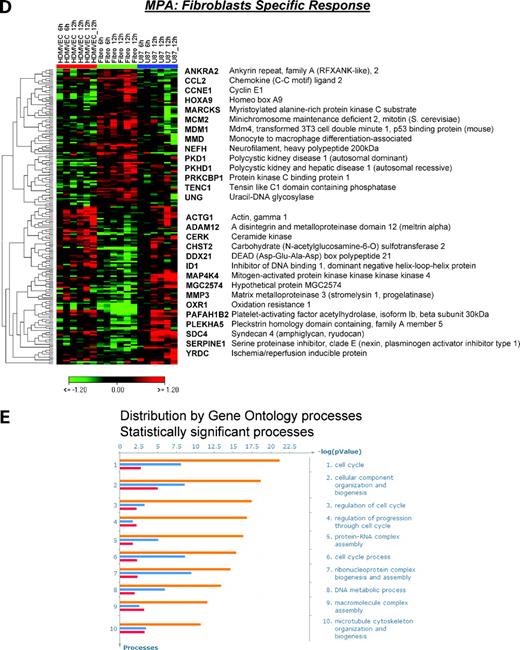 Figure 2. Transcriptional response to MPA. Schematic diagram of cell type–specific versus cell type–independent transcriptional response to MPA (A). Based on the phenomenologic observation of higher sensitivity of endothelial cells and fibroblasts to MPA treatment, the genetic participants of MPA-induced antiangiogenic and antifibrotic effects were identified. The transcriptional response to MPA treatment in resistant U87 cells was used to subtract nonspecific MPA effects and to compare the resulting shift of the transcriptome in sensitive versus resistant cells over time. Three classes of gene regulation were identified: cell type independent (B), endothelial cell specific (C), and fibroblast specific (D) regulation of genes determined at 6 and 12 h after 1 μmol/L MPA treatment. Selected set of genes are presented using hierarchical clustering (HCL) with Euclidean distances and complete linkage analysis (for detailed gene lists, see Supplementary Tables). Each row represents log2 expression ratios of an individual gene (MPA treated versus control) and the columns indicate each respective treatment (two replicates for 6 h and four replicates for 12 h). Expression ratios are colored according to the scale bar: green, >2-fold down-regulation; red, >2-fold up-regulation. E, top 10 functional processes affected by MPA treatment. Data analysis among down-regulated genes from the three selected gene sets resulted in significant enrichment for gene ontology processes related to cell cycle regulation, protein-RNA complex biogenesis and assembly, DNA metabolism, and microtubule/cytoskeleton organization and biogenesis. Columns, -log P values representing the probability for the gene ontology mapping arising by chance and are colored based on the MPA regulation of genes in endothelium (orange), fibroblasts (red), or both sensitive cell types (blue).