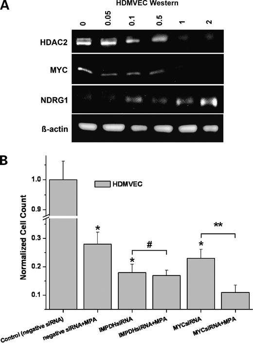 Figure 5. Protein and functional analysis. A, Western blotting showed a dose-dependent regulation of HDAC2, MYC, and NDRG1 in endothelium after 18 h treatment with 0, 0.05, 0.1, 0.5, 1, and 2 μmol/L MPA. B, siRNA silencing of MYC as an example for the highly connected “hub nodes” of MPA. MPA (1 μmol/L) with negative siRNA inhibited endothelial cell proliferation. Treatment of endothelial cells with either MYC siRNA or IMPDH siRNA resulted in a comparable inhibition of endothelial cell proliferation (both >70%; *, P < 0.01), resembling the MPA effect. Addition of MPA to IMPDH siRNA did not further enhance the antimitotic effect of IMPDH siRNA alone (#, P > 0.05). However, addition of MPA to MYC siRNA led to an enhancement of their antiproliferative effects (**, P < 0.02). Columns, mean; bars, SD (n = 3).