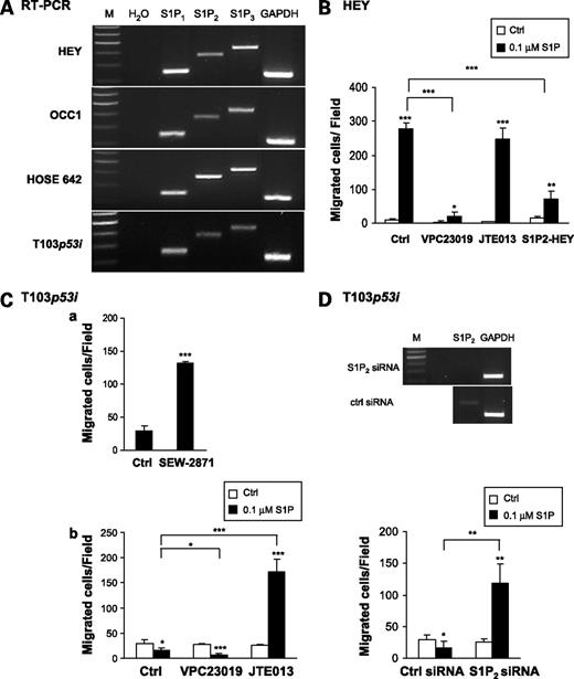 Figure 3. Role of S1P receptors in migration of EOC and HOSE cells. A, S1P1-3 expression in EOC and HOSE cells detected by reverse transcription-PCR. B, effect of the S1P2 antagonist JTE013 (1 μmol/L), the S1P1/3 antagonist VPC23019 (1 μmol/L) or S1P2 stable transfection on HEY cell migration in response to S1P. C, migration response of T103p53i cells to SEW-2871 (a) and to S1P (0.1 μmol/L) with or without the S1P2 antagonist JTE013 (1 μmol/L), the S1P1/3 antagonist VPC23019 (1 μmol/L; b). D, selective depletion of S1P2 expression by target siRNA but not control siRNA was identified by reverse transcription-PCR. Migration response to S1P was test 72 h after siRNA transfection. *, P < 0.05; **, P < 0.01; ***, P < 0.001, Student's t test. Statistical analyses were conducted by comparing each case with the control unless specified.
