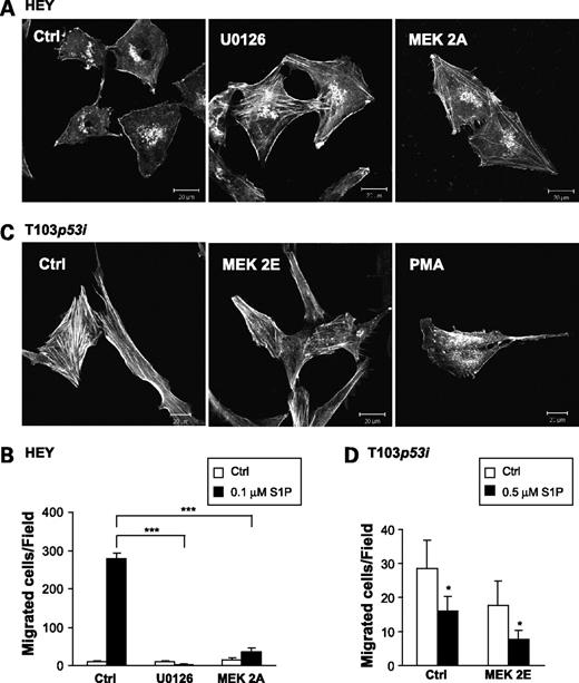 Figure 5. MEK-regulated stress fibers were correlated with cell migration in response to S1P. A, HEY cells were treated with U0126 (10 μmol/L) for 24 h or transfected with MEK 2A and then stained F-actin with TRITC-phalloidin. B, 24 h after treatment with U0126 (10 μmol/L or 48 h after MEK 2A transfection, cell migration in response to S1P (0.1 μmol/L) was tested. C, T103p53i cells were transfected with MEK 2E and then stained F-actin with TRITC-phalloidin. D, 48 h after transfection, cell migration in response to S1P (0.5 μmol/L) was tested. *, P < 0.05; ***, P < 0.001, Student's t test.