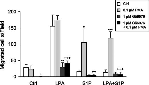 Figure 6. Activation of the PKC pathway by PMA pretreatment reversed the inhibitory effect of S1P. T103p53i cells were untreated or pretreated with PMA (0.1 μmol/L) for 1 h, Gö6976 (1 μmol/L) for 30 min, or Gö6976 (1 μmol/L) for 30 min followed by PMA (0.1 μmol/L) for 1 h. Cell migration in response to LPA or/and S1P was then tested. P < 0.05; **, P < 0.01; ***, P < 0.001, compared with the correspondent control (column 1 in the same group; Student's t test). +, P < 0.05; ++, P < 0.01; +++, P < 0.001, compared with the correspondent PMA results (0.1 μmol/L PMA; column 2 in the same group; Student's t test).