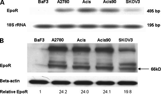 Figure 2. RT-PCR (A) and Western blot analysis (B) of EpoR in A2780, A2780cis, A2780cis90, and SKOV3 cells. BaF3 cells were used as an EpoR-negative control. 18S rRNA and β-actin served as loading controls. The relative amounts (densitometric levels) of EpoR were normalized to the corresponding levels of β-actin in each line. Each experiment was repeated three times. Representative result.