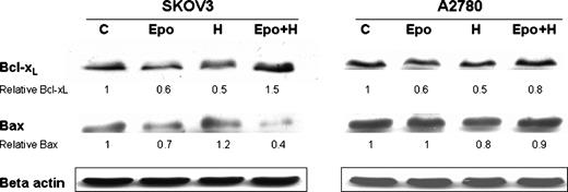 Figure 5. Erythropoietin up-regulates the antiapoptotic protein Bcl-xL and down-regulates the proapoptotic protein Bax in erythropoietin + hypericin–treated SKOV3 cells. Western blot analysis of Bcl-xL and Bax proteins was done on SKOV3 and A2780 whole-cell lysates 2 h after the photoactivation of hypericin (60 nmol/L). The relative amounts (densitometric levels) of Bcl-xL and Bax were normalized to the corresponding levels of β-actin in each line. The experiment was repeated three times. Representative results.