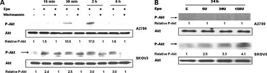 Figure 6. Western blot analysis of phospho-Akt (Ser473) and Akt proteins in SKOV3 and A2780 whole-cell lysates. A, SKOV3 and A2780 cells were serum starved and pretreated with wortmannin (200 nmol/L) for 30 min. Then indicated groups of cells were treated with 150 units/mL erythropoietin for 15 min, 30 min, 2 h, or 6 h. B, SKOV3 and A2780 cells were serum starved and pretreated with wortmannin (200 nmol/L) for 30 min. Indicated groups of cells were treated with 5, 30, or 150 units/mL erythropoietin for 24 h. The relative amounts (densitometric levels) of phospho-Akt (P-Akt) at each time point were normalized to the corresponding levels of total Akt in each line. The experiment was repeated three times. Representative results.