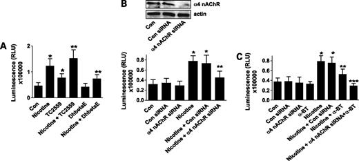 Figure 1. Nicotine stimulates NSCLC cell proliferation through α4 nAChR. A, H1838 cells were cultured with (DhbetaE; 1 μmol/L) or TC2559 (0.1 μmol/L) in the presence or absence of nicotine for up to 5 days. Afterwards, the luminescence of viable cells was detected using CellTiter-Glo Luminescent Cell Viability Assay Kit according to the protocol of the manufacturer (Promega). Mean ± SD. *, P < 0.05, significant difference compared with the untreated cells group; **, P < 0.05, significant difference of combination treatment compared with the dihydro-β-erythroidine or TC2559 alone. Con, untreated control cells. B, H1838 cells were transfected with control or α4 nAChR siRNA (100 nmol/L each) for 40 h before exposure of cells to nicotine for up to 5 days. Afterwards, the luminescence of viable cells was detected using CellTiter-Glo Luminescent Cell Viability Assay Kit according to the protocol of the manufacturer. Mean ± SD. *, P < 0.05, significant difference compared with the untreated cells group; **, P < 0.05, significant difference of combination treatment compared with the nicotine alone. Top, inset, Western blot result for α4 nAChR protein production. C, H1838 cells were transfected with control or α4 nAChR siRNA (100 nmol/L each) for 40 h before exposure of cells to α-bungarotoxin (α-BT; 1 μmol/L) and nicotine for up to 5 days. Afterwards, the luminescence of viable cells was detected using CellTiter-Glo Luminescent Cell Viability Assay Kit according to the protocol of the manufacturer. Mean ± SD. *, P < 0.05, significant difference compared with the untreated cells group; **, P < 0.05, significant difference of combination treatment compared with the nicotine alone; ***, P < 0.05, significant difference of combination α4 nAChR siRNA and α-bungarotoxin plus nicotine treatment compared with the α4 nAChR siRNA plus nicotine.