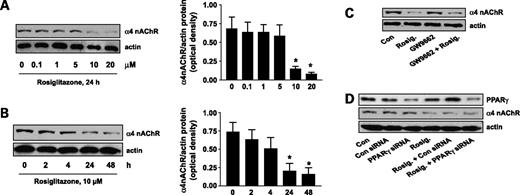 Figure 2. Rosiglitazone inhibits expression of α4 nAChR in a PPARγ-independent pathway. A, cellular protein (20 μg) was isolated from H1838 cells treated with increasing concentrations of rosiglitazone for 24 h followed by Western blot analysis for α4 nAChR protein using an anti-α4 nAChR antibody. Blots were also incubated with an anti-actin antibody to control for gel loading. Right, mean ± SD of α4 nAChR/actin of at least three independent experiments. B, cellular protein (20 μg) was isolated from H1838 cell lines cultured with rosiglitazone (10 μmol/L) in the indicated period. Afterwards, Western blot analysis was done to α4 nAChR protein using anti-α4 nAChR antibody. Right, mean ± SD of α4 nAChR/actin of at least three independent experiments. The actin was used as internal control for normalization purpose. C, cellular protein was isolated from H1838 cells cultured for 2 h in the presence or absence of GW9662 (20 μmol/L) before exposure of cells to rosiglitazone (Rosig.; 10 μmol/L) for an additional 24 h followed by Western blot analysis for α4 nAChR protein. D, cellular protein (20 μg) was isolated from H1838 cells which were transfected with control or PPARγ siRNA (100 nmol/L each) for 40 h before exposure of cells to rosiglitazone for an additional 24 h. Afterwards, Western blot analysis were done to determine the PPARγ and α4 nAChR protein. Blots were also incubated with an anti-actin antibody for normalization purposes.