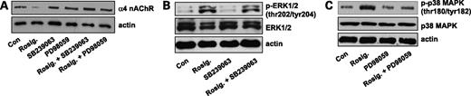 Figure 3. Inhibitors of p38 MAPK and ERK block the effect of rosiglitazone on expression of α4 nAChR. A, cellular protein (20 μg) was isolated from H1838 cells treated with SB239023 (10 μmol/L) or PD98059 (25 μmol/L) for 2 h before exposure of the cells to rosiglitazone for an additional 24 h. Afterwards, Western blot analysis was done to detect the α4 nAChR protein. Actin was used for loading control for normalization purpose. B, cellular protein was isolated from H1838 cells treated with SB239023 (10 μmol/L) for 1 h before exposure of the cells to rosiglitazone for an additional 2 h. Afterwards, Western blot analysis was done to detect the total ERK1/2 and phospho-ERK1/2. Actin was used for loading control for normalization purpose. C, cellular protein was isolated from H1838 cells treated with PD98059 (25 μmol/L) for 1 h before exposure of the cells to rosiglitazone for an additional 2 h. Afterwards, Western blot analysis was done to detect the total p38 MAPK and phospho-p38 MAPK. Actin was used for loading control for normalization purpose.