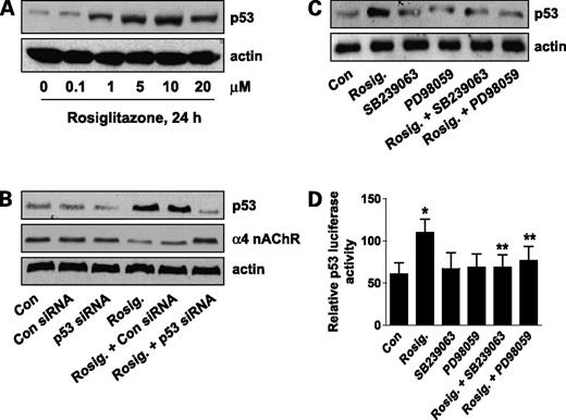Figure 4. Rosiglitazone inhibits expression of α4 nAChR through p53. A, cellular protein was isolated from H1838 cells treated with increasing concentrations of rosiglitazone as indicated for 24 h followed by Western blot analysis for p53 protein using an anti-p53 antibody. Actin served as internal control for normalization purposes. B, cellular protein (20 μg) was isolated from H1838 cells treated with control or p53 siRNA (100 nmol/L each) for 40 h before exposure of the cells to rosiglitazone for an additional 24 h. Afterwards, Western blot analysis was done to detect the p53 and α4 nAChR proteins. Actin was used for loading control for normalization purpose. C, cellular protein was isolated from H1838 cells cultured for up to 2 h in the presence or absence of SB239023 (10 μmol/L) and PD98059 (25 μmol/L) before exposure of cells to rosiglitazone (10 μmol/L) for an additional 24 h and then subjected to Western blot analysis for p53 protein. Actin served as internal control for normalization purposes. D, H1838 cells were transfected with a mixture of inducible p53-responsive firefly luciferase construct and constitutively expressing Renilla luciferase construct (40:1, 0.1 μg/μL) for 24 h and then treated with SB239023 (10 μmol/L) and PD98059 (25 μmol/L) for 1 h before exposure of the cells to rosiglitazone (10 μmol/L) for an additional 24 h. The ratio of firefly luciferase to Renilla luciferase activity was quantified as described in Materials and Methods. Mean ± SD of at least four independent experiments for each condition. *, P < 0.05, significant increase of activity compared with controls; **, P < 0.05, significance of combination treatment compared with rosiglitazone alone.