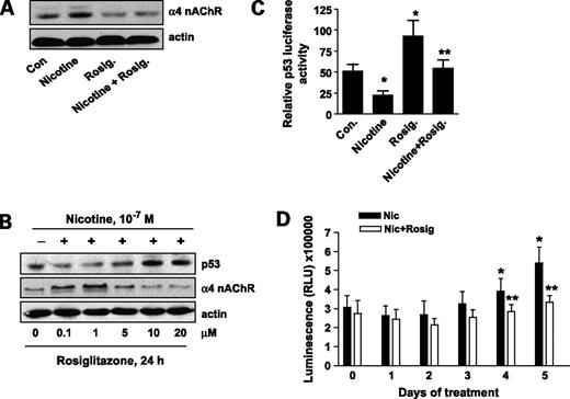 Figure 5. Rosiglitazone overcomes the effect of nicotine on expression of p53 and α4 nAChR. A, cellular protein (20 μg) was isolated from H1838 cells treated with rosiglitazone (10 μmol/L) or nicotine (0.1 μmol/L) for 24 h or rosiglitazone for 2 h before exposure of the cells to nicotine for an additional 24 h followed by Western blot analysis for α4 nAChR protein. Blots were also incubated with an anti-actin antibody for normalization purposes. B, cellular protein was isolated from H1838 cells treated with increasing concentrations of rosiglitazone for 24 h in the presence or absence of nicotine (0.1 mol/L) followed by Western blot analysis for p53 and α4 nAChR proteins using an anti-p53 or α4 nAChR antibodies. Actin served as internal control for normalization purposes. C, H1838 cells were transfected with a mixture of inducible p53-responsive firefly luciferase construct and constitutively expressing Renilla luciferase construct (40:1, 0.1 μg/μL) for 24 h and then treated rosiglitazone (10 μmol/L) for 2 h before exposure of the cells to nicotine for an additional 24 h. The ratio of firefly luciferase to Renilla luciferase activity was quantified as described in Materials and Methods. Mean ± SD of at least four independent experiments for each condition. *, P < 0.05, significant increase of activity compared with control untreated cells; **, P < 0.05, significance of combination treatment compared with rosiglitazone or nicotine alone. D, H1838 cells were cultured with rosiglitazone (10 μmol/L) alone, nicotine (Nic.; 100 μmol/L) alone, or rosiglitazone (10 μmol/L) plus nicotine (100 μmol/L) for 5 days. Afterwards, the luminescence of viable cells was detected using CellTiter-Glo Luminescent Cell Viability Assay Kit according to the protocol of the manufacturer. Mean ± SD. *, P < 0.05, significant difference from day 0 in rosiglitazone or nicotine alone; **, P < 0.05, significant difference from day 0 in combination treatment (rosiglitazone plus nicotine).