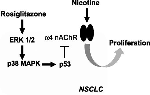 Figure 6. Schematic representations of signal pathways in response to rosiglitazone-inhibited NSCLC cell growth. The PPARγ ligand, rosiglitazone, inhibits α4 nAChR expression through activation of ERK and p38 MAPK signaling followed by induction of p53 expression in a PPARγ-independent signaling. This, in turn, partially blocks α4 nAChR-mediated nicotine-induced NSCLC cell proliferation.