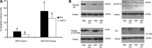 Figure 4. ABT-510 induces apoptosis in ovarian tumors and alters phosphorylation status and expression of various proapoptotic and antiapoptotic factors. A, in comparable sized tumors, PBS-treated TSP-1−/− mice had fewer (P < 0.05) apoptotic tumor cells than wild-type mice. ABT-510 treatment caused an increase (P < 0.05) in tumor cell apoptosis in both groups. B, proteins isolated from 90 d tumors from wild-type animals showed phosphorylation status of Akt, phosphatidylinositol 3-kinase, and p38 MAPK are decreased, indicating a proapoptotic role for ABT-510. ABT-510 also up-regulates expression of the proapoptotic Fas (n = 5 animals per group). Columns with different letters are statistically different (P < 0.05).