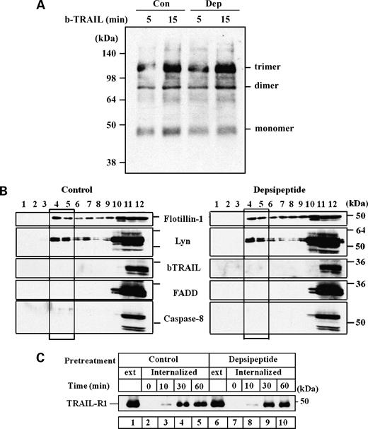 Figure 1. Depsipeptide does not enhance TRAIL-R1 aggregation and the redistribution of DISC components to lipid rafts. CLL cells were cultured for 16 h either alone (Con) or with depsipeptide (Dep; 10 nmol/L) and then (A) exposed to TRAIL (500 ng/mL) for the indicated times. Aggregation of TRAIL-R1 was analyzed by Western blotting under nonreducing conditions or (B) exposed to b-TRAIL (500 ng/mL) for 0.5 h. Lipid rafts were isolated and fractions (1 mL) were separated by discontinuous sucrose gradients and analyzed by Western blotting. C, CLL cells were treated as in A and then labeled with cleavable biotin as described in Materials and Methods. Cells were then exposed to TRAIL (500 ng/mL) for the indicated times, and following removal of cell surface biotin, internalization of TRAIL-R1 was detected by Western blotting.