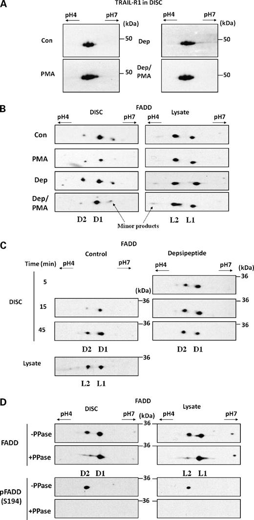 Figure 3. Pretreatment with depsipeptide results in an increase in phospho-FADD in the DISC. CLL cells were exposed either to depsipeptide (10 nmol/L) for 16 h or PMA (20 ng/mL) for 30 min or a combination of both followed by b-TRAIL (500 ng/mL) at 37°C for 15 min. The TRAIL DISC was isolated and two-dimensional gel electrophoresis from either isolated DISC or lysate samples was carried out. A, TRAIL-R1 was detected in the isolated DISC. B, FADD was detected in the DISC and lysate. C, control CLL cells or cells exposed to depsipeptide (10 nmol/L) for 16 h were then treated for the indicated times with b-TRAIL (500 ng/mL) at 25°C to slow down DISC formation. The isolated DISC samples and the lysate were subjected to two-dimensional gel electrophoresis and FADD was detected by Western blotting. D, CLL cells were exposed to depsipeptide (10 nmol/L) for 16 h followed by b-TRAIL for 15 min. The TRAIL DISC and the lysate samples were incubated alone or in the presence of λ phosphatase at 30°C for 30 min and analyzed for the presence of FADD or phospho-FADD (S194).