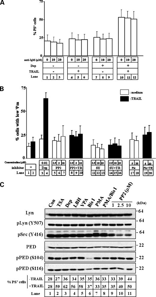 Figure 5. BCR signaling and tyrosine kinase activity are not important for TRAIL sensitivity. A, CLL cells were incubated for 16 h either alone or with depsipeptide (10 nmol/L). Cells were then exposed to anti-IgM antibody for 60 min before TRAIL (500 ng/mL) for a further 4 h and apoptosis was assessed. Columns, mean (n = 8); bars, SD. B, CLL cells were exposed as indicated either for 16 h to depsipeptide (lanes 3 and 4) or for 2 h to either PP2 (lanes 5-10), SU6656 (SU; lanes 11-16), or piceatannol (Pic; lanes 17-20). Cells were then exposed to TRAIL (TR; 500 ng/mL) for 4 h and apoptosis was assessed. Columns, mean (n = 5); bars, SD. C, CLL cells were exposed for 16 h either alone (lane 1) or to HDACi [trichostatin A (TSA); 0.25 μmol/L; lane 2], depsipeptide (10 nmol/L; lane 3), LBH589 (LBH; 10 nmol/L; lane 4), or valproate (VPA; 2.5 mmol/L; lane 5). Cells were also exposed to bisindolylmaleimide I (1 μmol/L; lanes 6 and 8) for 1 h, PMA (20 ng/mL; lanes 7 and 8) for 30 min, or PP2 (1-10 μmol/L; lanes 9-11) for 2 h. Protein samples were prepared before TRAIL exposure and analyzed by Western blotting. Cells were also further incubated in the presence or absence of TRAIL (500 ng/mL) for 4 h and apoptosis was assessed.