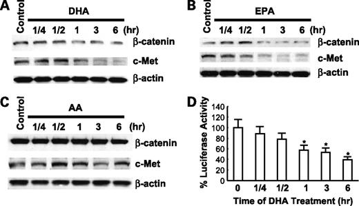 Figure 2. ω-3 PUFAs reduce β-catenin protein level and TCF/LEF transcription activity in HCC cells. A to C, the effect of DHA and EPA on β-catenin protein. Hep3B cells were treated with 60 μmol/L DHA, EPA, or AA in serum-free medium for indicated time. The cell lysates were obtained for Western blot analysis using antibodies against β-catenin and c-Met as described in Materials and Methods. DHA and EPA decreased β-catenin and c-Met expression, whereas AA had no effect. D, DHA treatment decreases TCF/LEF reporter activity. Hep3B cells were transiently tansfected with the pTCF/LEF-Luc reporter vector. After transfection, the cells were cultured in serum-free medium with DHA (60 μmol/L) for indicated time and the cell lysates were obtained for luciferase activity assay (n = 3; *, P < 0.01). The effect of EPA on TCF/LEF reporter vector was not examined.