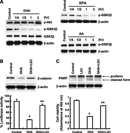 Figure 3. ω-3 PUFAs inhibit GSK-3β phosphorylation in HCC cells. A, Hep3B cells were treated with 60 μmol/L of DHA, EPA, or AA in serum-free medium for indicated time periods. The cell lysates were obtained for Western blot analysis using antibodies against p-GSK-3β and GSK-3β as well as p-Akt as described in Materials and Methods. DHA or EPA treatment resulted in p-GSK-3β dephosphorylation, whereas AA had no effect. B, inhibition of GSK-3β by LiCl prevents DHA-induced β-catenin degradation. Top, Hep3B cells were pretreated with LiCl (20 mmol/L) for 1 h before DHA treatment (20 μmol/L) for 24 h; the cell lysates were obtained for Western blot analysis using the antibody against β-catenin. Bottom, inhibition of GSK-3β by LiCl prevents DHA-mediated reduction of TCF/LEF reporter activity. Hep3B cells transfected with the TCF/LEF reporter construct were treated with LiCl (20 mmol/L) for 1 h followed by DHA treatment (20 μmol/L) for 24 h. The cell lysates were obtained to determine the luciferase activity. Columns, mean of six independent experiments (*, P < 0.01 compared with control; **, P < 0.01 compared with DHA treatment); bars, SD. C, LiCl prevents DHA-induced PARP cleavage and cell viability. Top, Hep3B cells were pretreated with LiCl (20 mmol/L) for 1 h followed by DHA treatment (20 μmol/L) for 24 h. The cell lysates were obtained for Western blot analysis using the antibody against PARP. Bottom, LiCl restores DHA-induced cell death. Hep3B cells pretreated with LiCl (20 mmol/L) for 1 h were incubated with DHA for 24 h. The cell growth was determined using WST-1 assay. Columns, mean of six independent experiments (*, P < 0.01 compared with control; **, P < 0.01 compared with DHA treatment); bars, SD. EPA was not used for LiCl experiments.