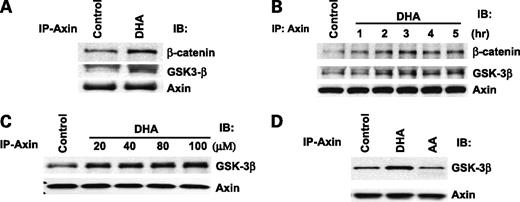 Figure 4. DHA induces the formation of Axin/GSK-3β/β-catenin complex in HCC cells. A, the effect of DHA on the association of Axin with β-catenin and GSK-3β. Hep3B cells were treated with DHA (60 μmol/L) for 1 h. The cell lysates were immunoprecipitated (IP) with anti-Axin antibody followed by immunoblotting (IB) with antibodies against GSK-3β, β-catenin, and Axin. B, the time course effect of DHA. Hep3B cells were treated with DHA (60 μmol/L) at different time points (1, 2, 3, 4, and 5 h). The cell lysates were immunoprecipitaed with anti-Axin antibody followed by immunoblotting with antibodies against GSK-3β, β-catenin, and Axin. C, the dose-dependent effect of DHA. Hep3B cells were treated with different concentration of DHA for 1hr. The cell lysates were immunoprecipitaed with anti-Axin antibody followed by immunoblotting with antibodies against GSK-3β and Axin. D, AA did not alter Axin and GSK-3β association. Hep3B cells were treated with 60 μmol/L AA, DHA, or vehicle for 1 h. The cell lysates were immunoprecipitaed with anti-Axin antibody followed by immunoblotting with antibodies against GSK-3β and Axin. EPA was not used in these experiments.