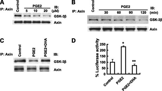 Figure 5. DHA prevents PGE2-induced dissociation of Axin/GSK-β complex in HCC cells. A, PGE2 induces dissociation of Axin from GSK-3β in Hep3B cells. The cells were treated with different concentration of PGE2 in the serum-free medium for 1 h. The cell lysates were obtained for immunoprecipitation (IP) with Axin antibody followed by immunoblotting (IB) with antibodies against GSK-3β and Axin. B, the time-dependent effect of PGE2 on Axin/GSK-3β dissociation. Hep3B cells were treated with PGE2 (10 μmol/L) for different time points in the serum-free medium. The cell lysates were obtained for immunoprecipitation with anti-Axin antibody followed by immunoblotting with antibodies against GSK-3β and Axin. C, DHA prevents PGE2-induced Axin/GSK-3β dissociation. Hep3B cells were treated with PGE2 (10 μmol/L) or vehicle in the absence or presence of DHA (60 μmol/L) in serum-free medium for 1 h. The cell lysates were obtained for immunoprecipitation with anti-Axin antibody followed by immunoblotting with antibodies against GSK-3β and Axin. D, DHA inhibits PGE2-induced TCF/LEF reporter activity. Hep3B cells were transiently transfected with TCF/LEF-Luc reporter vector. After transfection, the cells were treated with PGE2 with or without DHA in the serum-free medium for 24 h. The cell lysates were obtained to determine the luciferase activity. Columns, mean of six independent experiments; bars, SD. DHA treatment significantly decreased TCF/LEF reporter activity (*, P < 0.01 compared with control; **, P < 0.01 compared with PGE2 treatment).