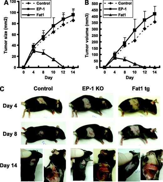 Figure 6. Tumorigenicity of Hepa1-6 mouse HCC cells in Fat-1 transgenic and wild-type mice. A and B, tumor size and tumor volume in the Fat-1 transgenic and wild-type control mice. Hepa1-6 murine HCC cells were obtained from the American Type Culture Collection and cultured in DMEM containing 4 mmol/L l-glutamine and 10% FBS. Cells (1.5 × 106) were injected s.c. into the right flank of each of Fat-1 transgenic and wild-type mice (8-wk-old male). Mice with homozygous mutation for the PG receptor EP1 (in C57BL/6 background) were used as an additional control. Tumor size was monitored at the indicated time with a caliper. Tumor volume was calculated on the basis of the following formula: Tumor volume = (length × width × width)/2. Points, mean of tumor size or volume of wild-type group (n = 12), EP1 knockout (n = 10), or Fat-1 transgenic (n = 10) mice; bars, SD. C, representative photographs showing tumor formation at three different time points after cell implantation.