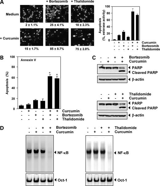 Figure 2. Curcumin potentiates the apoptotic effect of bortezomib and of thalidomide.7 A, left, U266 cells (1 × 106/mL) were treated with 25 μmol/L curcumin, 20 nmol/L bortezomib, or 10 μg/mL thalidomide alone or a combination of these two agents with curcumin for 24 h at 37°C. Cells were stained with a Live/Dead assay reagent for 30 min and then analyzed under a fluorescence microscope. Inset, percentage of apoptosis. Right, graphic representation of the data with U266 cells. B, U266 cells (1 × 106/mL) were treated with 25 μmol/L curcumin, 20 nmol/L bortezomib, or 10 μg/mL thalidomide alone or a combination of these agents with curcumin for 12 h at 37°C. Cells were incubated with anti-Annexin V antibody conjugated with FITC and then analyzed with a flow cytometry to detect early apoptotic effects. Mean ± SD of three experiments. *, P < 0.001 versus control as well as single agent. C, U266 cells (1 × 106/mL) were treated with 25 μmol/L curcumin, 20 nmol/L bortezomib, or 10 μg/mL thalidomide alone or a combination of these agents with curcumin for 12 h at 37°C. Whole-cell extracts were prepared, separated on SDS-PAGE, and subjected to Western blot analysis using antibody against poly(ADP-ribose) polymerase. The same blots were stripped and reprobed with β-actin antibody to show equal protein loading. Results of three independent experiments. D, U266 cells (1 × 106/mL) were treated with 5 μmol/L curcumin or 10 nmol/L bortezomib alone or a curcumin + bortezomib combination for 12 h at 37°C and then tested for NF-κB activation by EMSA (left). U266 cells (1 × 106/mL) were treated with 5 μmol/L curcumin or 10 μg/mL thalidomide alone or a curcumin + thalidomide combination for 12 h at 37°C and then tested for NF-κB activation by EMSA (right). Oct-1 EMSA served as a loading control. Results of three independent experiments.