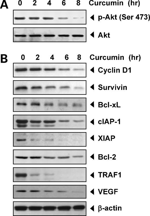 Figure 3. Curcumin suppresses the expression of antiapoptotic proteins in multiple myeloma cells. A, curcumin suppresses Akt activation in U266 cells. U266 cells (2 × 106/mL) were treated with 50 μmol/L curcumin for the indicated times. Whole-cell extracts were prepared, separated on SDS-PAGE, and subjected to Western blot analysis using the indicated proteins. The same blots were stripped and reprobed with Akt antibody to show equal protein loading. B, curcumin inhibits the expression of antiapoptotic gene products. U266 cells (2 × 106/mL) were treated with 50 μmol/L curcumin for the indicated times. Whole-cell extracts were prepared, separated on SDS-PAGE, and subjected to Western blot analysis using the indicated proteins. The same blots were stripped and reprobed with β-actin antibody to show equal protein loading.