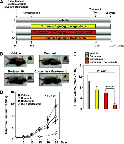 Figure 4. Curcumin potentiates the antitumor effects of bortezomib in myeloma tumor growth in nude mice induced by U266 cells. A, schematic representation of the experimental protocol as described in Materials and Methods. U266 cells (2 × 106 per mice) were injected s.c. into the left flank of the mice. The animals were randomized after 1 wk of tumor cell injection into four groups based on tumor volume. Group I was treated with corn oil (100 μL, orally, daily) and saline (100 μL, orally, weekly), group II was treated with curcumin alone (1 g/kg, orally, daily), group III was treated with bortezomib alone (0.25 mg/kg, orally, weekly), and group IV with a combination of curcumin (1 g/kg, orally, daily) and bortezomib (0.25 mg/kg, orally, weekly; n = 6). B, photographs of mice bearing xenotransplanted multiple myeloma. C, tumor volumes (mean ± SE) calculated using the formula: V = 2/3πr3 (n = 6) after tumor diameters were measured on the last day of the experiment at autopsy using Vernier calipers. D, tumor diameters were measured at 5-d intervals with Vernier calipers, and the tumor volumes were calculated using the formula: V = 2/3πr3 (n = 5).