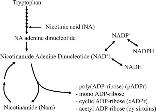 Figure 1. Niacin (vitamin B3) is obtained from the diet in the form of tryptophan, nicotinic acid, and nicotinamide. NAD+ can be used to generate NADP+, participate in redox metabolism, or be cleaved, releasing nicotinamide and participating in a variety of ADP-ribosylation reactions.