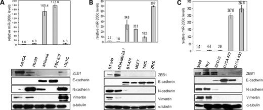 Figure 1. MiR-200c and ZEB1 are inversely correlated in endometrial, breast, and ovarian cancer cells. A, RNA and protein were harvested from endometrial cancer cell lines—AN3CA and Hec50 (high-grade, representing type 2 endometrial cancers), and Ishikawa (representing type 1 endometrial cancer), EEC B37 (hTERT transformed normal endometrial epithelial cells), and HIESC (SV40 transformed normal endometrial stromal cells). RNA was assayed for miR-200c by real-time PCR (top). Immunoblots of whole-cell protein extracts were probed for ZEB1, E-cadherin, N-cadherin, vimentin, and α-tubulin as a loading control (bottom). B, RNA and protein were harvested from aggressive breast cancer cell lines (BT-549 and MDA 231) as well as the more differentiated cell lines (BT-474, MCF7, T47D, and ZR75) for detection of miR-200c and immunoblot analysis of epithelial and mesenchymal markers. C, ovarian cell lines (2008, Hey, SKOV3, OVCA 420, and OVCA 433) were harvested and assayed as above. Each graph is representative of three independent experiments. For real-time RT-PCR, each column represents the mean of quadruplicate samples and bars represent SE. MiR-200c levels are normalized to rRNA and are relative to AN3CA, MDA-MB-231, or 2008 cells, respectively.