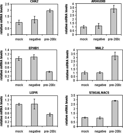 Figure 6. Select genes altered by restoration of miR-200c are validated by RT-PCR. SYBR Green real-time RT-PCR was done on Hec50 cells treated with transfection reagent only (mock), 60 nmol/L of a scramble negative control (negative), or 60 nmol/L of the miR-200c mimic (pre-200c) using primers specific for CHK2, ARHGDIB, EPHB1, MAL2, LEPR, and ST6GALNAC5. Bars, SE of three replicates.