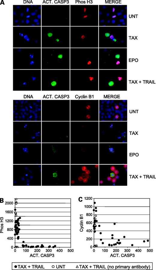 Length of mitotic arrest induced by microtubule Biology Diagrams