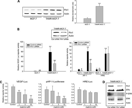 Figure 4. Essential role of Pin1 in AP-1–dependent VEGF expression in TAMR-MCF-7 cells. A, immunoblot analysis of Pin1 in MCF-7 and TAMR-MCF-7 cells. Each lane was loaded with 15 μg of protein. Relative changes in the Pin1 protein levels were assessed by scanning densitometry (right). Columns, mean (n = 3); bars, SD. **, P < 0.01, compared with MCF-7 cells. B, effects of Pin1 siRNA on the activities of VEGF reporter, AP-1 minimal reporter, and HRE reporter in TAMR-MCF-7 cells. MCF-7 and TAMR-MCF-7 cells were cotransfected with VEGF-Luc (left) or with pAP-1-Luc or HRE-Luc (right) in combination with Pin1 siRNA (20 pmol) or control siRNA. Columns, mean of six different samples; bars, SD. **, P < 0.01, compared with MCF-7 cells. #, P < 0.05; ##, P < 0.01, compared with the control siRNA group. C, effects of juglone on the activities of VEGF reporter, AP-1 minimal reporter, and HRE reporter in TAMR-MCF-7 cells. TAMR-MCF-7 cells were transfected with VEGF-Luc (left), pAP-1-Luc (middle), or HRE-Luc (right) and treated with vehicle or juglone (1–10 μmol/L) 6 h after transfection. Columns, mean of three different samples; bars, SD. *, P < 0.05; **, P < 0.01, compared with control. D, role of Pin1 in ERα expression and ERK phosphorylation in TAMR-MCF-7 cells. TAMR-MCF-7 cells were transfected with Pin1 siRNA (60 pmol) or control siRNA and then total cell lysates (15 or 20 μg) were subjected to immunoblotting analysis. ERK activity was determined using phospho-ERK antibody.