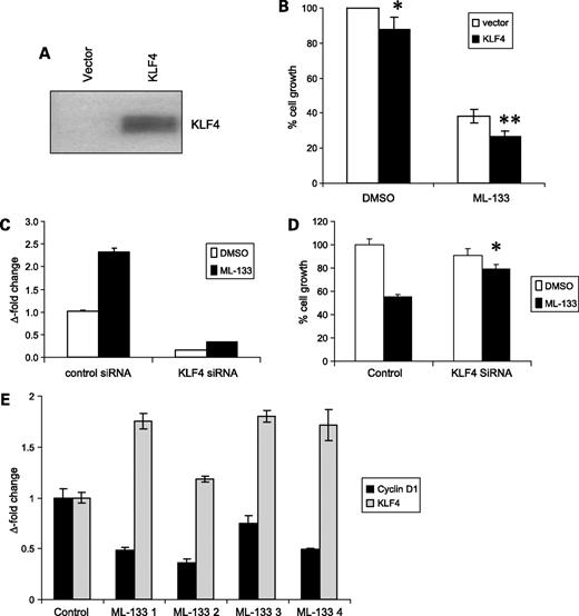 Figure 5. KLF4 up-regulation contributes to ML-133–mediated growth inhibition. A, Western blot of KLF4 expression in vector-transfected and KLF4-transfected HT-29 cells. B, effect of KLF4 overexpression on ML-133–mediated cell growth inhibition of HT-29 cells as detected by XTT assay. The results are from three separate experiments (*, P < 0.05, statistically significant versus DMSO-treated vector-transfected cells; **, P = 0.01, statistically significant versus ML-133-treated vector-transfected cells). C, KLF4 gene expression after transfection of HT-29 cells with KLF4-targeted small interfering RNA (siRNA) or nonspecific control siRNA treated with 1 μmol/L ML-133 or DMSO, determined by real-time PCR analysis. D, ML-133–mediated inhibition of cell proliferation is impaired in HT-29 cells transfected with KLF4-targeted siRNA but not with nonspecific control siRNA (*, P = 0.01). E, KLF4 and cyclin D1 gene expression determined by real-time PCR analysis in individual HT-29 tumors grown in athymic CD-1 nude mice treated with ML-133 for 5 d (i.p. administration of 100 mg/kg ML-133). Gene expression is represented as fold change relative to the average expression in tumors obtained from four control mice injected with vehicle control.