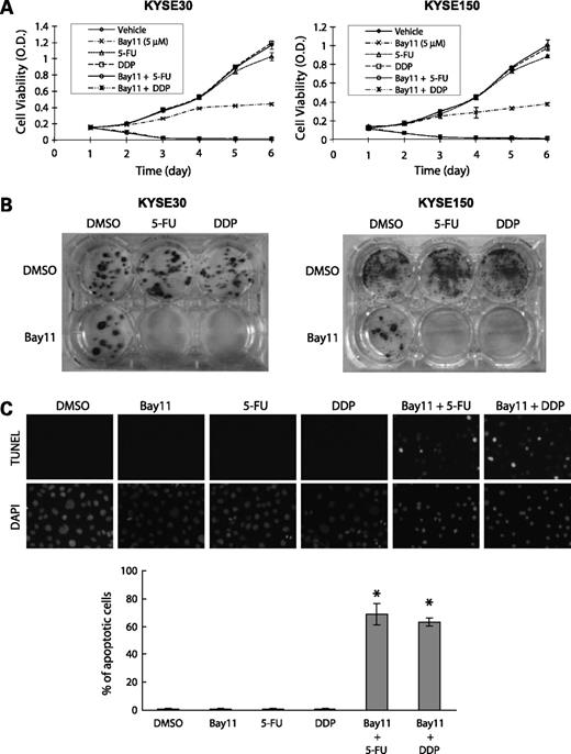 Figure 3. Effects of Bay11, alone or in combination with chemotherapeutic drugs, on esophageal cancer cells. A, cell viability was measured by MTT assay. Note that single drug treatment with 5-FU (2.5 μmol/L), cisplatin (DPP; 10 μmol/L), or Bay11 (5 μmol/L) for 24 h had no inhibitory effect on the proliferation of KYSE30 and KYSE150 cells, but combination of FU or cisplatin with Bay11 significantly suppressed the growth of human esophageal cancer cells (P < 0.001). B, colony formation assay showed that exposure of KYSE30 and KYSE150 cells to a low concentration of Bay11 decreased resistance to chemotherapeutic drugs 5-FU and cisplatin. C, synergistic effect of Bay11 with chemotherapeutic drugs on apoptosis in KYSE30 cells measured by TUNEL 24 h post treatment. Note that Bay11 significantly enhanced the drug sensitivity of the cells. Bars, SD; *, P < 0.001.