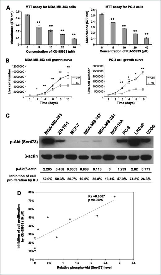 Figure 2. A, KU-55933 inhibits the proliferation of MDA-MB-453 and PC-3 cells in a dose-dependent manner. Cells were seeded in a 48-well plate and were then treated with KU-55933 for 3 d. The cell proliferation rate in each well was determined with the CellTiter 96 MTT cell proliferation assay kit (Promega) following the manufacturer's instructions. Columns, mean of absorbance from three separate samples (**, P < 0.01); bars, SEM. B, KU-55933 inhibits the proliferation of MDA-MB-453 and PC-3 cells in a time-dependent manner. Cells were treated with 10 μmol/L KU-55933 (KU) for the indicated lengths of time. Cells were then trypsinized and stained by trypan blue. Live cells that were not stained by the dye were counted. Points, mean of six separate counts (*, P < 0.05; **, P < 0.01); bars, SEM. Con, control. C, cells were split after reaching confluency. Two to 3 d after passage, cells were collected and lysed. Cell lysates were subjected to Western blot. Phospho-Akt at Ser473 and β-actin were detected. The densities of bands were analyzed using Gene Tools from SynGene. For MTT assay, cells were treated with or without KU-55933 for 3 d. An MTT assay was then done. The percentage of growth inhibition for each cell line was calculated using the equation: (AbsorbanceCon − AbsorbanceKU)/AbsorbanceCon. D, values listed in C were plotted. The Spearman correlation coefficient between relative levels of phospho-Akt and growth inhibition by KU-55933 was calculated to be 0.8667 (P = 0.0025) using the StatMost-32 software.