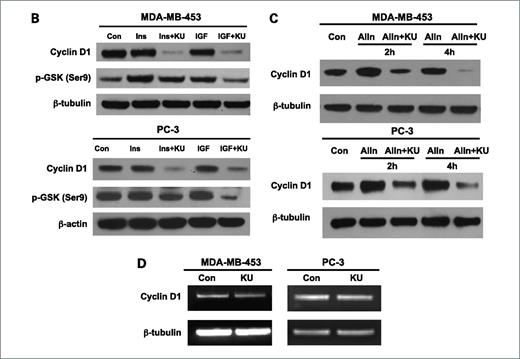 Figure 3. A, KU-55933 arrests the cell cycle at the G1 phase. MDA-MB-453 and PC-3 cells were treated with KU-55933 (10 μmol/L) for 3 d. After treatment, cells were collected and subjected to flow cytometry analysis after they were fixed with 70% ethanol and stained with propidium iodide. The results were analyzed by the Modfit 2 software. B, KU-55933 downregulates cyclin D1 levels and inhibits GSK phosphorylation in MDA-MB-453 and PC-3 cells. Subconfluent cancer cells were serum-starved for 24 h. They were then treated with KU-55933 (10 μmol/L) for 1 h before the addition of insulin (100 nmol/L) and IGF-I (50 ng/mL) for another 45 min. Cyclin D1, phospho-GSK3β at Ser9, and β-tubulin were detected by immunoblotting. C, proteasomal inhibitor did not abolish the decrease of cyclin D1 caused by treatment with KU-55933. MDA-MB-453 and PC-3 cells were serum starved for 24 h and then treated with KU-55933 (10 μmol/L), ALLN (20 μmol/L), or ALLN plus KU-55933 for the indicated time. Cyclin D1 and β-tubulin were detected by immunoblotting. D, KU-55933 did not cause decreased transcription of cyclin D1 in MDA-MB-453 or PC-3 cells. Subconfluent cells were starved for 24 h and then treated with KU-55933 (10 μmol/L) for 2 h. Total cellular RNA was purified and reverse transcription-PCR was done as described in Materials and Methods. The midpoint for linearity of the exponential phase of amplification of the cyclin D1 mRNA was determined to be 25 cycles. The PCR products were resolved in a 1.0% agarose gel stained with ethidium bromide. The results in A to D are representative of three individual experiments.