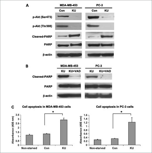 Figure 5. KU-55933 (KU) treatment in a serum-free medium induces apoptosis in MDA-MB-453 and PC-3 cells. A, subconfluent cells were treated with KU-55933 (10 μmol/L) for 48 h in a serum-free medium. Both floating and attached cells were collected after treatment. Cells were lysed by TGN buffer, and cell lysates were subjected to SDS-PAGE and immunoblotting. PARP, cleaved-PARP, phospho-Akt at Ser473 and Thr308, and β-actin were detected. B, cells were pretreated with a general caspase inhibitor Z-VAD-FMK (VAD; 50 μmol/L) for 1 h in a serum-free medium and then treated with KU-55933 (10 μmol/L) for 48 h. Cells were harvested and lysed as described above. PARP, cleaved-PARP, and β-actin were detected. The results in A and B are representative of three individual experiments. C, cells were treated with KU-55933 (10 μmol/L) for 48 h in a serum-free medium. Both floating and attached cells were collected after treatment. Cell death ELISA assays were then performed as described in Materials and Methods. Columns, mean of three replicates (*, P < 0.05); bars, SEM.